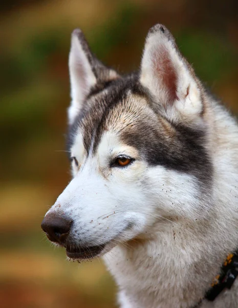 Husky Dog Nahaufnahme Porträt — Stockfoto