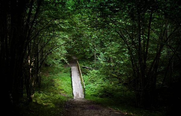 Malebná cesta v zeleném lese — Stock fotografie