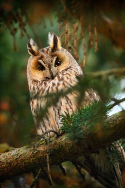 uzun kulaklı baykuş ormandaki