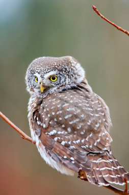 Avrupa cüce baykuş