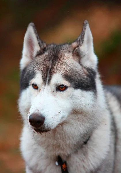 ハスキー犬のクローズ アップの肖像画 — ストック写真