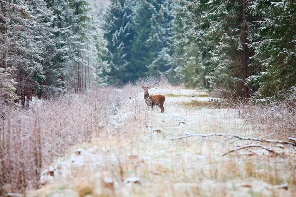 Hjort i vinterskogen — Stockfoto