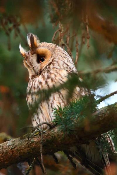 Long-eared owl in forest — Stock Photo, Image