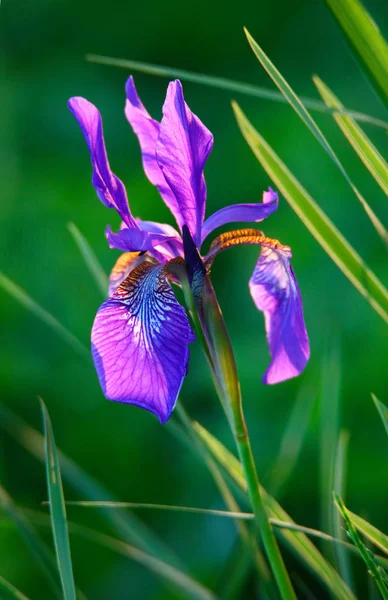 Paarse iris bloem Stockfoto