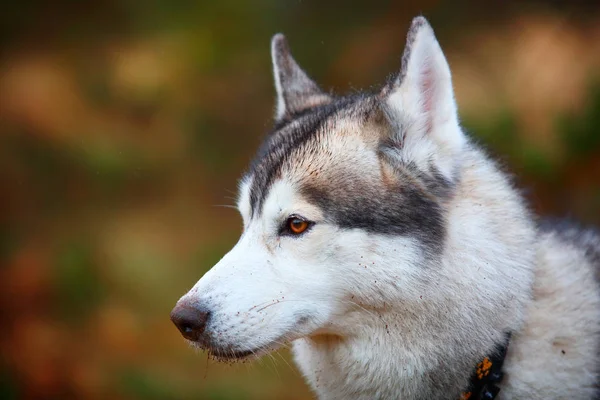 Husky cão closeup retrato — Fotografia de Stock
