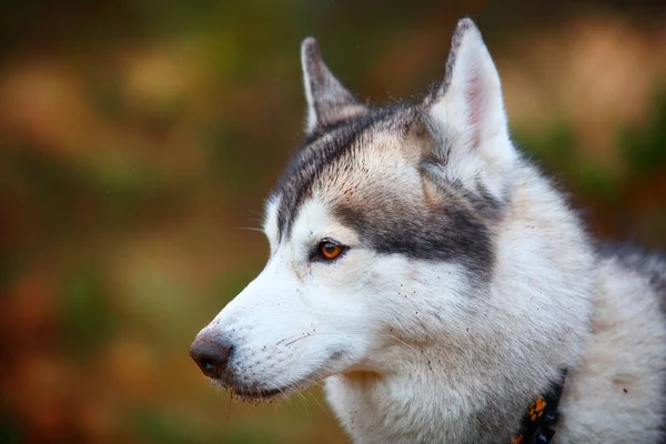 Husky hond close-up portret — Stockfoto