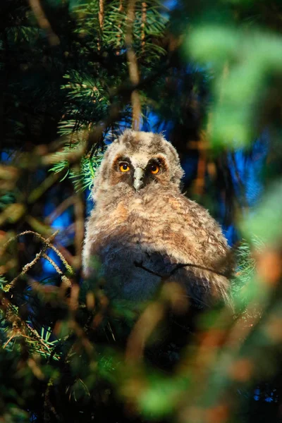 Uggla i lång eared owl — Stockfoto