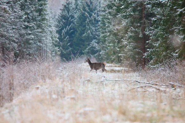 Rådjur stående i skogen vinter — Stockfoto