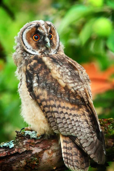Owlet voor lange-eared owl — Stockfoto