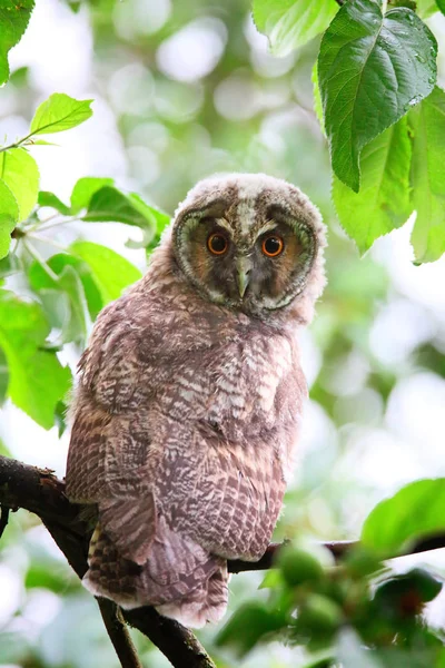OWLET długo eared owl — Zdjęcie stockowe