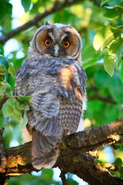 uzun kulaklı baykuş owlet