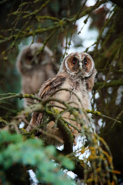 Två owlets av långa eared owl — Stockfoto