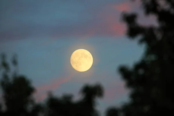 Pleine lune ower la forêt — Photo