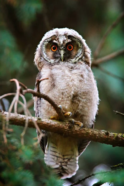 Länge eared owl — Stockfoto