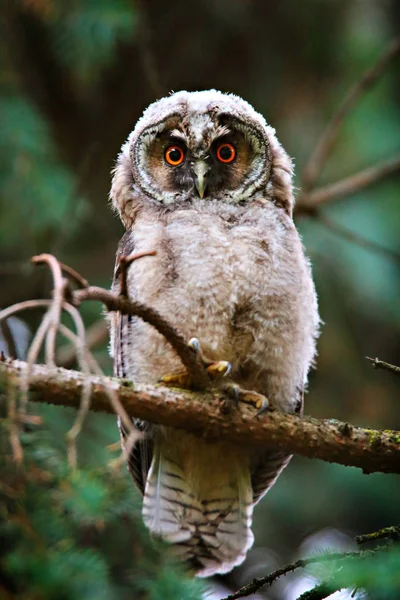 Uil met lange oren — Stockfoto