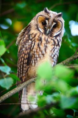uzun kulaklı baykuş owlet