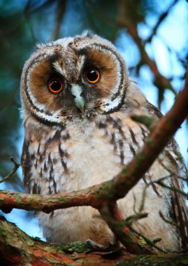 owlet of long eared owl clipart