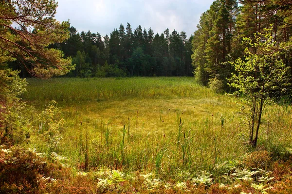 ラトビアの牧草地のシーン — ストック写真