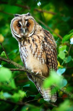 uzun kulaklı baykuş owlet