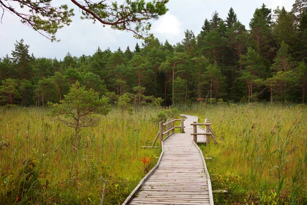 Wandelpad in Baltische bos — Stockfoto