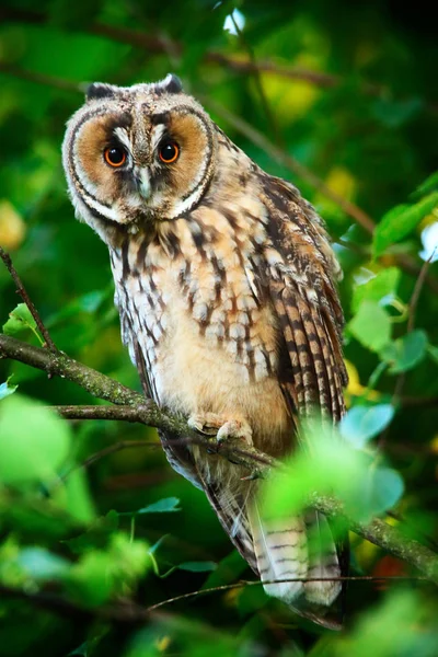 uzun kulaklı baykuş owlet