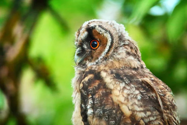 长耳猫头鹰 owlet — 图库照片
