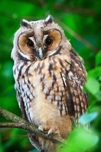 Owlet voor lange-eared owl — Stockfoto