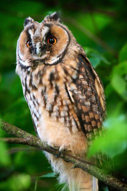 uzun kulaklı baykuş owlet