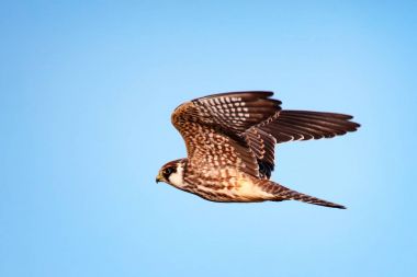 falcon in flight clipart
