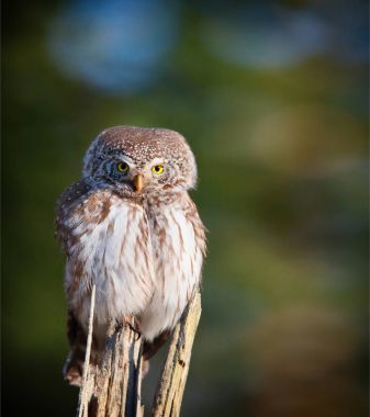 eurasian pygmy owl clipart