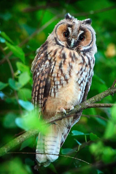 Owlet voor lange-eared owl — Stockfoto