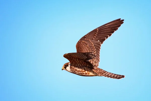 Junger Rotfußfalke — Stockfoto