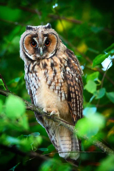 Owlet voor lange-eared owl — Stockfoto