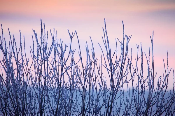 Herbe couverte de neige — Photo