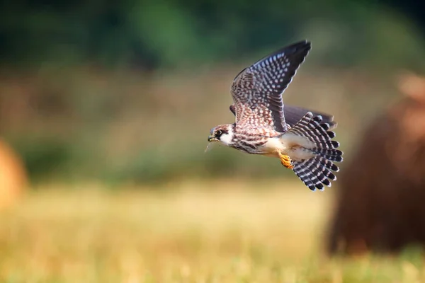 Junger Rotfußfalke — Stockfoto