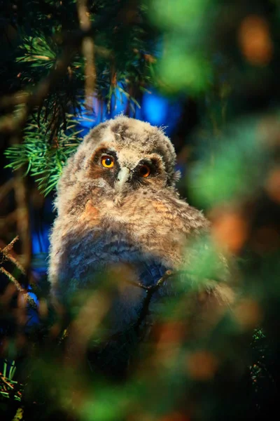 Uggla i lång eared owl — Stockfoto