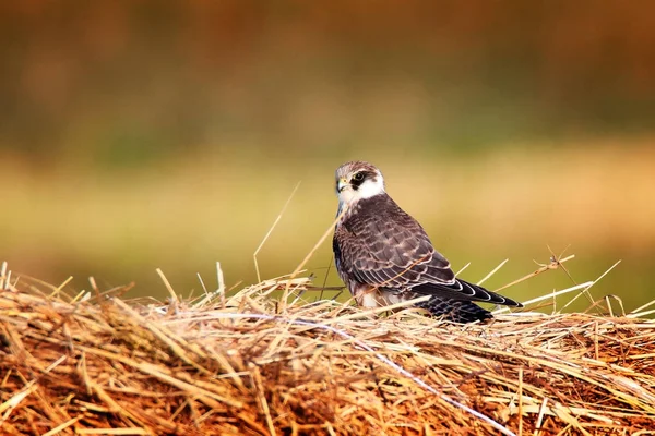 Junger Rotfußfalke — Stockfoto