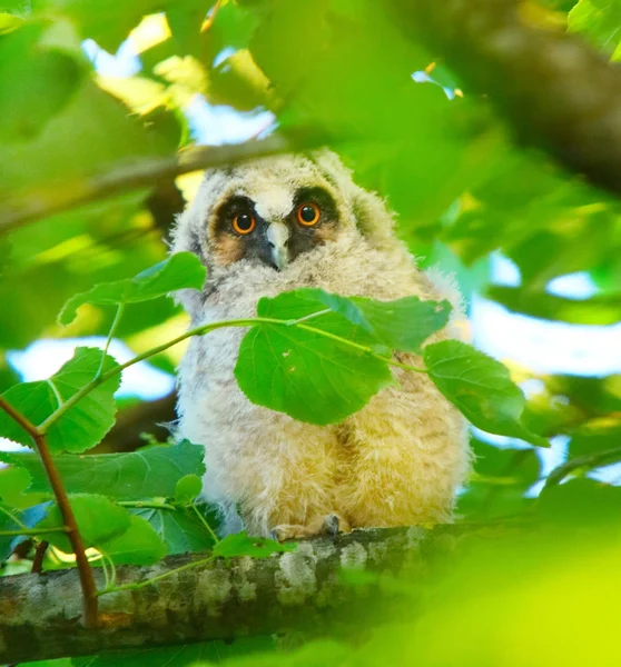 OWLET długo eared owl — Zdjęcie stockowe