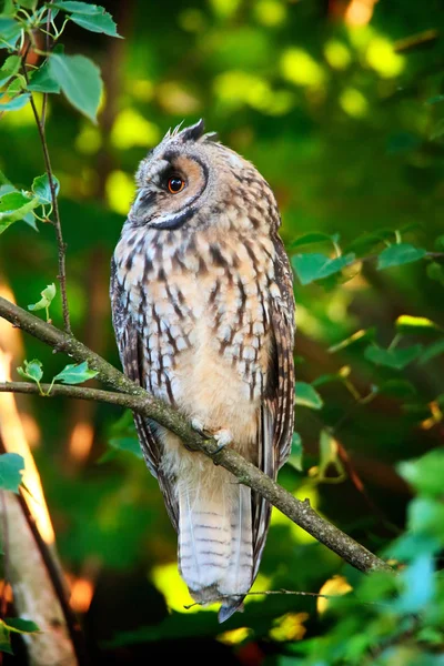 Owlet of long eared owl — Stock Photo, Image