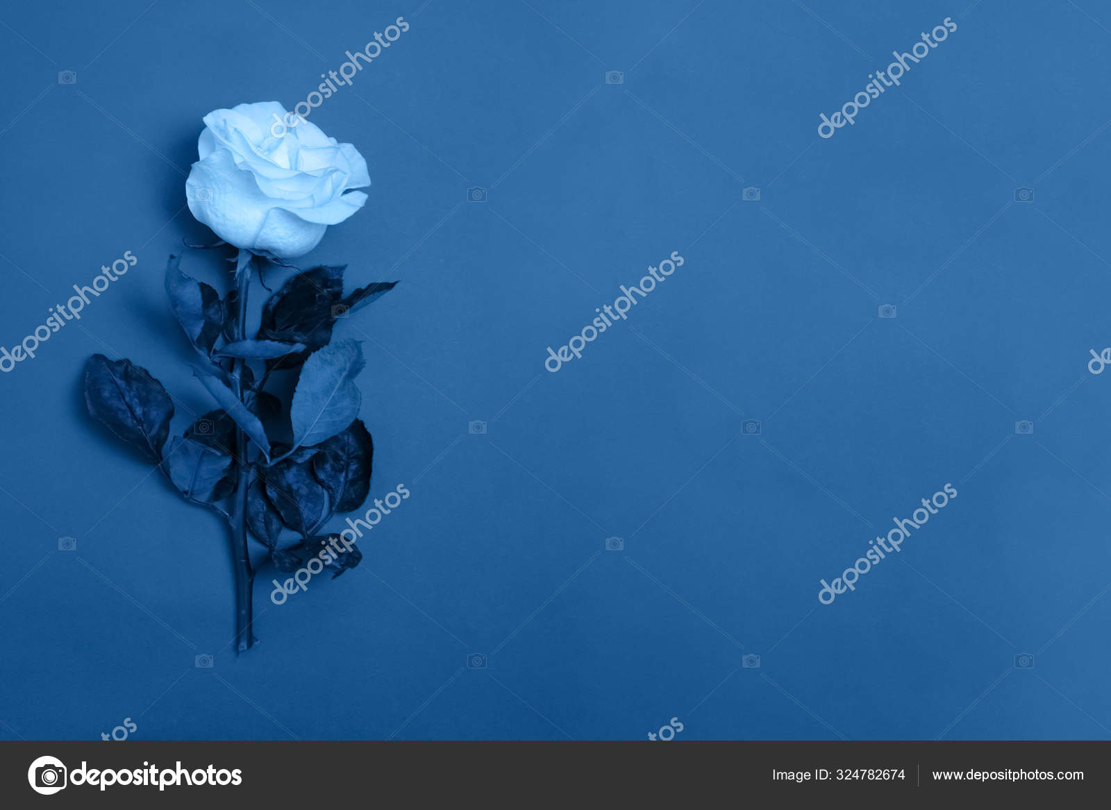 Rose Flower After Rain Toned In Trendy Pantone Classic Blue Color Of The Year Main Color Trend Classic Blue Pantone Stock Photo Image By C Info Riaboshapko Gmail Com