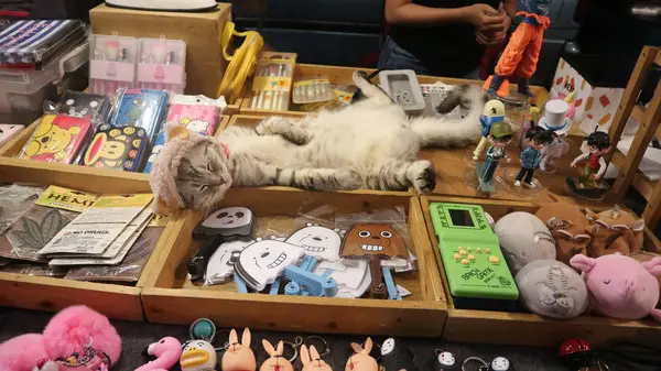 Μια Γάτα Κοιμάται Στο Μαγαζί Χαριτωμένο Καπέλο — Φωτογραφία Αρχείου