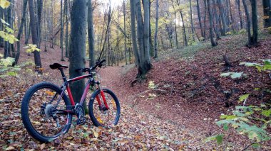 Bisiklet sonbahar ormanında