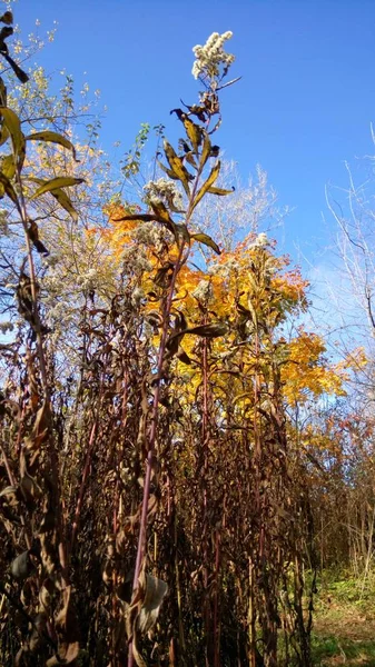 Herbstlandschaft Wald — Stockfoto