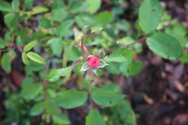 Rosa Rossa Con Gocce Dell Acqua Petali — Foto Stock