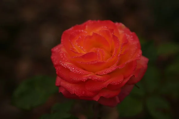 Red Rose Water Drops Petals — ストック写真