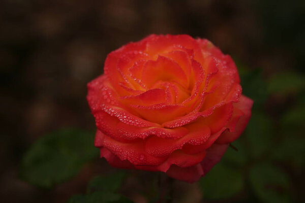 Red rose with water drops at petals