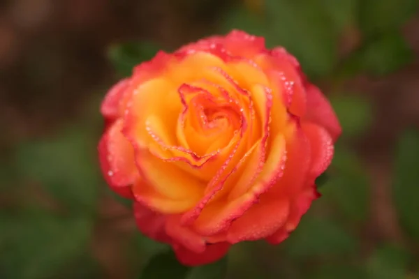 Żółta Róża Kroplami Wody Płatkach — Zdjęcie stockowe