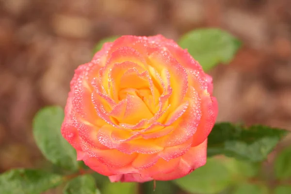 Yellow Rose Water Drops Petals — Stock Photo, Image