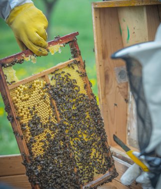 Lubiec. Polonya. 2018. Arılar ve arılar.