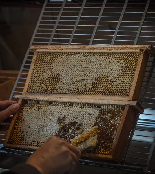 Lubiec. Polen. 2018. Bienen und Bienenstöcke — Stockfoto